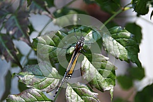 Close up, top down view of a Monarch Butterfly with wings closed on a Trumpet Vine leaf