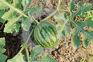 Close up, top down view of a small, natural, organic watermelon growing in the garden