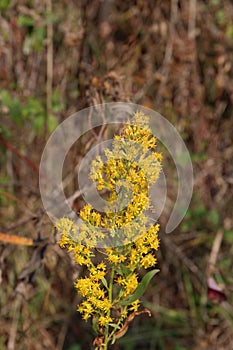 Close up of the top of a flowering stalk of Bog Goldenrod, Solidago uliginosa, with yellow flowers