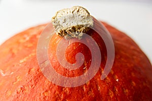 Close-up of the top of an orange Uchiki Kuri pumpkin photo