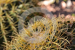 Close up of the top of a rounded ball cactus with another one in the background.
