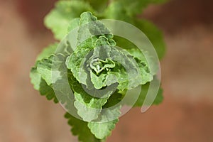 Close-up of the top of a Stevia rebaudiana plant