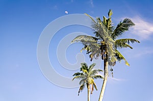 Close-up of the top of two palm trees against a blue sky. Tropical island. Bali