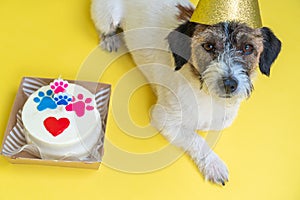 Close-up Top view of Adorable Jack Russell Terrier pet with a festive hat