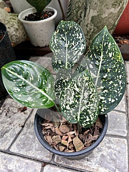 close up top view Aglaonnima grow in pot at home garden