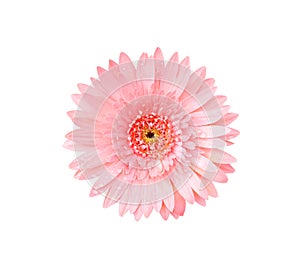 Top view beautiful pink gerbera or barberton daisy flower blooming with water drops isolated on white background and clipping path