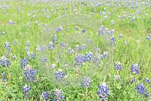 Close-up top view Bluebonnet blanket in Ennis, Texas, USA at springtime