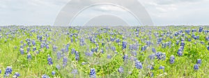 Close-up top view Bluebonnet blanket in Ennis, Texas, USA at springtime