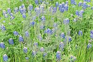 Close-up top view Bluebonnet blanket in Ennis, Texas, USA at springtime