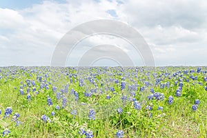 Close-up top view Bluebonnet blanket in Ennis, Texas, USA at springtime