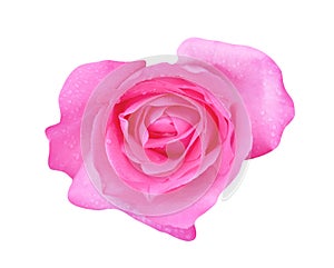 Top view colorful pink rose flowers blooming with water drops isolated on white background with clipping path
