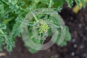 Close up, top view of an edible kale bud, about to flower bolting, to form seeds as a biennial vegetable. Gardening hobby for