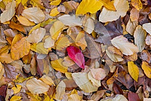 Close up and top view of fallen autumn yellow and red leaves in city park. Autumn background.