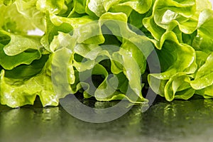 Close up. Top view. Fresh green healthy curly salad lettuce wetted with water drops. Black background. Copy space