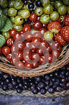 Close up  top view of fresh juicy ripe berries . Colorful assorted mix of green gooseberry, cherries, Amelanchier ovalis and straw