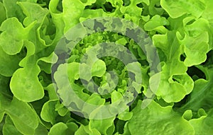 Close up top view of green fresh lettuce leaves growing in vegetable fields