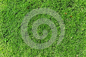 Close up top view Green grass texture background