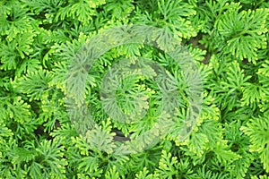 Top view green leaf with yellow edge stripes and water drops patterns texture nature for background,ornamental plants