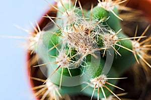 Close-up top view of green star-shaped Echinocereus cactus in round flower pot.