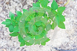 Close-up top view homegrown Elsholtzia ciliate or Vietnamese balm at raised bed garden near Dallas, Texas, USA