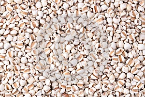 Close up top view Jobâ€™s tear Adlay millet or pearl millet background