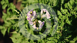 Close-up. top view. juicy green, pink blossoming potato bush on a farm field, in summer sunny day. potato growing