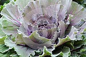 Close up top view of kale cabbage leaves.