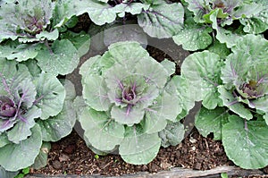 Close up top view of kale cabbage leaves. Vegetables healthy foo photo