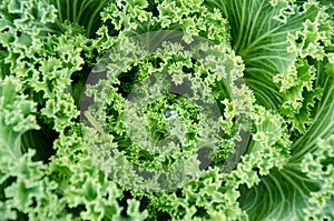 Close up top view of kale cabbage leaves with water drop.