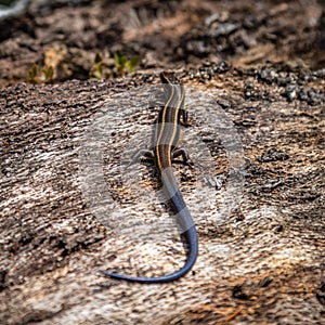 Close up top view of a lizard with a dark blue tail and yellow stripes on an old log