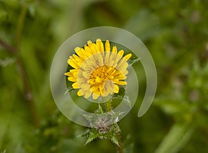 Close up top view of opening yellow dandelion flower head petals