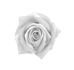 Top view rose flowers gray or white petal blooming with water drops isolated on background and clipping path