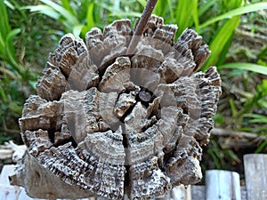 Close up and top view of rotten tree stump