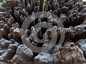 Close up and top view of rotten tree stump