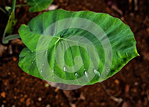 Green textured Yam leaf with water droplets