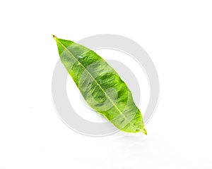 Close-up top view single Ochna integerrima Hoa Mai leaf isolated on white