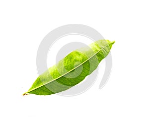 Close-up top view single Ochna integerrima Hoa Mai leaf isolated on white