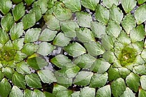 Close up top view of the trapa bicornis.