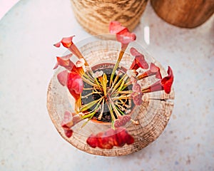 Close-up top view of Trumpet pitchers planted in a flowerpot