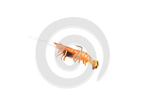 Close-up top view typical artificial shrimp lure lifelike swim bait fishing tackle isolated on white