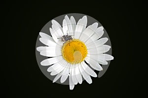 Valgus hemipterus on daisy photo
