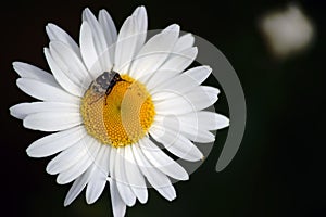 Valgus hemipterus on daisy photo