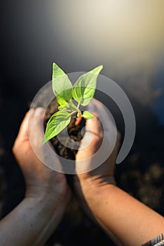 Close up top view womanâ€™s hands plants young green plant on earth with sun ray light on black background
