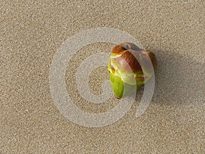 Close up top view of Young green palm fruit on the sand beach, For background