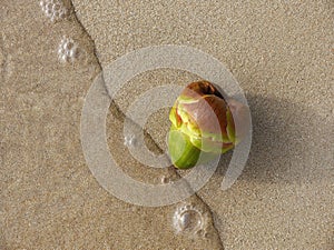 Close up top view of Young green palm fruit on the sand beach, rushed by sea wave. For background