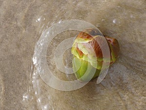 Close up top view of Young green palm fruit on the sand beach, rushed by sea wave. Stop Motion, Blurry, For background