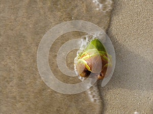 Close up top view of Young green palm fruit on the sand beach, rushed by sea wave. Stop Motion, Blurry, For background