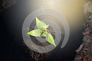 Close up top view young green plant growing from soil with sun ray light on black background