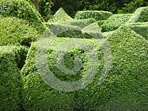 Close up Topiary garden hedges