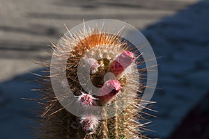 Close-up of torch cactus with red flowers